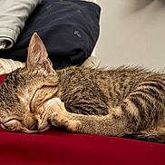 Cleo joined the competition — help win amazing prizes! kitten, cat, sleeping, paw, tabby, fur, closeup, indoors, resting, cozy, red_surface, folded_clothes, nap, cute, pet, animal, whiskers, ears, face, quiet