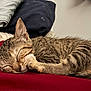 kitten, cat, sleeping, paw, tabby, fur, closeup, indoors, resting, cozy, red_surface, folded_clothes, nap, cute, pet, animal, whiskers, ears, face, quiet