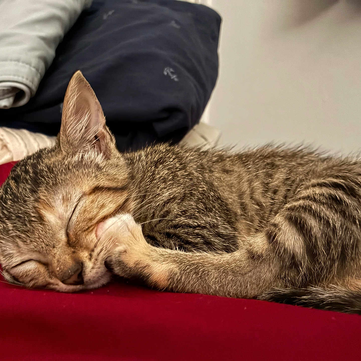 Cleo joined the competition — help win amazing prizes! animal, cat, closeup, cozy, cute, ears, face, folded_clothes, fur, indoors, kitten, nap, paw, pet, quiet, red_surface, resting, sleeping, tabby, whiskers