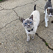 Chopper joined the competition — help win amazing prizes! cat, blue_eyes, bow_tie, gray_cat, white_cat, outdoor, pavement, cracked_ground, walking, curious, pet, animal, feline, two_animals, close_up, daylight, sidewalk, nature, grass_edge, playful