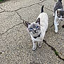 cat, blue_eyes, bow_tie, gray_cat, white_cat, outdoor, pavement, cracked_ground, walking, curious, pet, animal, feline, two_animals, close_up, daylight, sidewalk, nature, grass_edge, playful