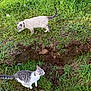 cat, grass, outdoor, nature, animal, curious, exploration, greenery, fur, collar, pets, ground, earth, wildlife, mammal, cute, two_animals, walking, daylight, field
