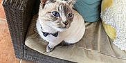 Chopper is registered to the contest to win money with this photo: cat, blue_eyes, bow_tie, wicker_chair, cushion, teal_pillow, yellow_cushion, floor_tiles, indoor, pet, feline, curious, sitting, close_up, domestic_animal, cozy, foot, looking_up, furniture, home