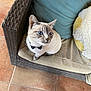 cat, blue_eyes, bow_tie, wicker_chair, cushion, teal_pillow, yellow_cushion, floor_tiles, indoor, pet, feline, curious, sitting, close_up, domestic_animal, cozy, foot, looking_up, furniture, home
