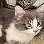 Moo Moo is registered to the contest to win money with this photo: kitten, cat, feline, animal, pet, fur, blue_eyes, green_eyes, whiskers, cute, closeup, portrait, two_animals, indoor, floor, concrete, wall, young, curious, fluffy