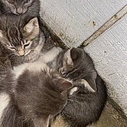 Moo Moo joined the competition — help win amazing prizes! kitten, cat, animal, feline, fur, cute, pet, small, group, cluster, gray, white, corner, floor, wall, young, sleeping, resting, indoor, closeup