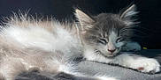 Moo Moo is registered to the contest to win money with this photo: kitten, cat, sleeping, fur, paw, sunlight, resting, pet, animal, cute, feline, whiskers, indoor, closeup, soft, gray, white, relaxing, peaceful, cozy