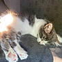 Moo Moo is registered to the contest to win money with this photo: kitten, cat, sleeping, gray, white, fur, paw_pads, sunlight, shadow, cozy, resting, pet, animal, cute, indoor, soft, couch, relaxed, whiskers, ears