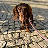 Zigzag participe au concours pour gagner de l'argent avec cette photo : accessories, animal, canine, cobblestone, cockerspaniel, dog, flagstone, goat, hound, leash, livestock, path, pet, puppy, road, sidewalk, slate, snout, strap, walkway