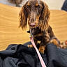 Zigzag participe au concours pour gagner de l'argent avec cette photo : accessories, afghanhound, animal, blanket, canine, cockerspaniel, dog, formalwear, hardwood, head, hound, leash, necktie, person, pet, puppy, snout, strap, tie, wood