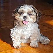 Oero is registered to the contest to win money with this photo: dog, puppy, fluffy, small_dog, shih_tzu, curly_fur, brown_and_white, sitting, panting, pink_tongue, happy, cute, pet, indoor, wooden_floor, portrait, looking_at_camera, front_view, natural_light, animal