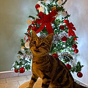 Zazou participe au concours pour gagner de l'argent avec cette photo : animal, cat, celebration, christmas, christmas_tree, cozy, cute, decorations, feline, festive_lights, floor_tiles, holiday, indoor, kitten, ornaments, pet, playful, red_bows, tabby, tongue_out