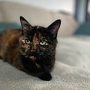 Molly a rejoint le concours — aidez-le/la à gagner de superbes lots ! animal, blanket, cat, closeup, cozy, cute, domestic, ears, feline, fur, green_eyes, indoor, laying, pet, portrait, relaxed, resting, soft_texture, tortoiseshell, whiskers