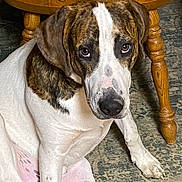 Buddy is registered to the contest to win money with this photo: animal, brindle, canine, carpet, close_up, dog, domestic_animal, ears, expression, floor, fur, indoor, looking_up, nostrils, paw, pet, sitting, snout, white_fur, wooden_chair