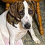 animal, brindle, canine, carpet, close_up, dog, domestic_animal, ears, expression, floor, fur, indoor, looking_up, nostrils, paw, pet, sitting, snout, white_fur, wooden_chair