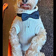 Jingles is registered to the contest to win money with this photo: dog, pet, sweater, bow_tie, fluffy, leash, indoor, floor_mat, wood_floor, cute, animal, portrait, small_dog, sitting, furry, white_sweater, black_bow_tie, tongue_out, waiting, companion