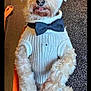dog, pet, sweater, bow_tie, fluffy, leash, indoor, floor_mat, wood_floor, cute, animal, portrait, small_dog, sitting, furry, white_sweater, black_bow_tie, tongue_out, waiting, companion
