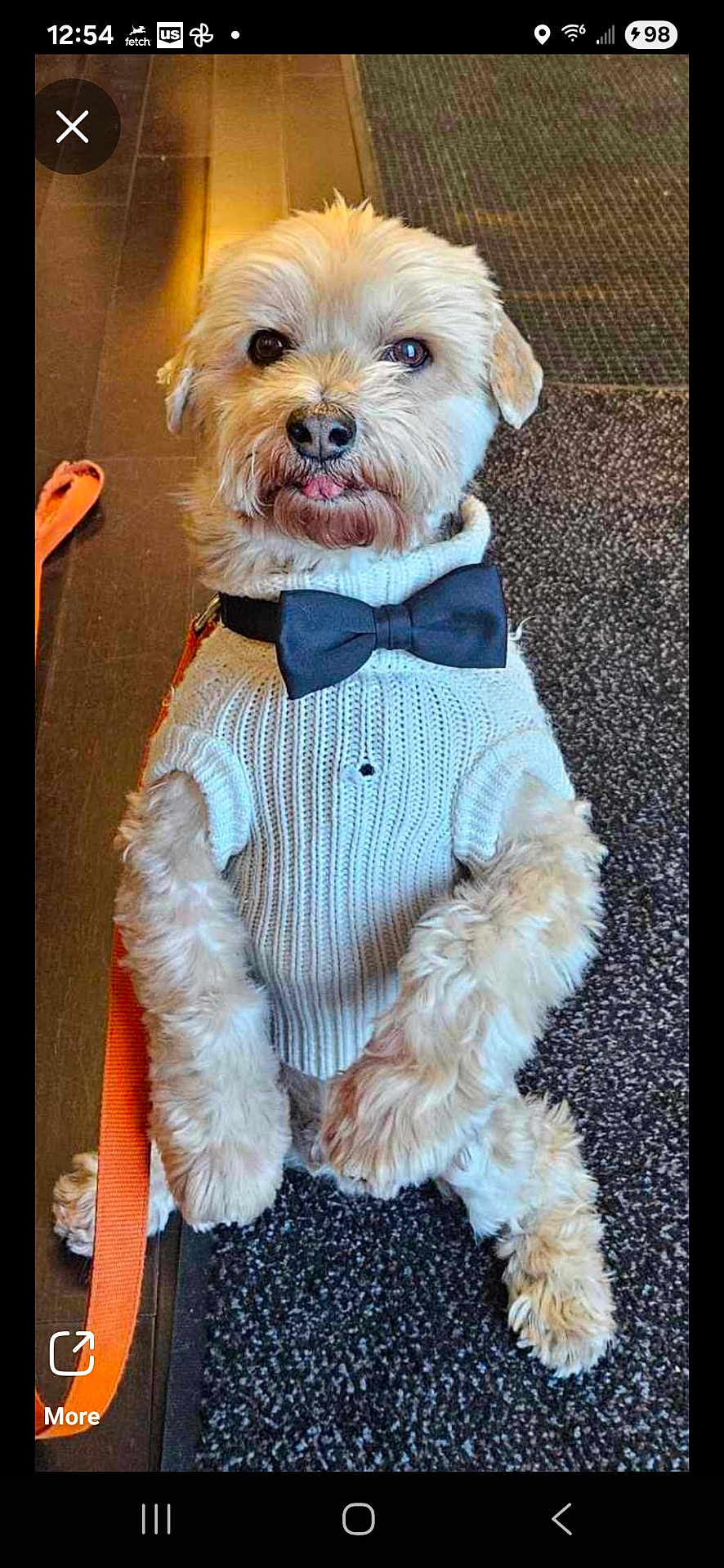 Jingles is registered to the contest to win money with this photo: dog, pet, sweater, bow_tie, fluffy, leash, indoor, floor_mat, wood_floor, cute, animal, portrait, small_dog, sitting, furry, white_sweater, black_bow_tie, tongue_out, waiting, companion