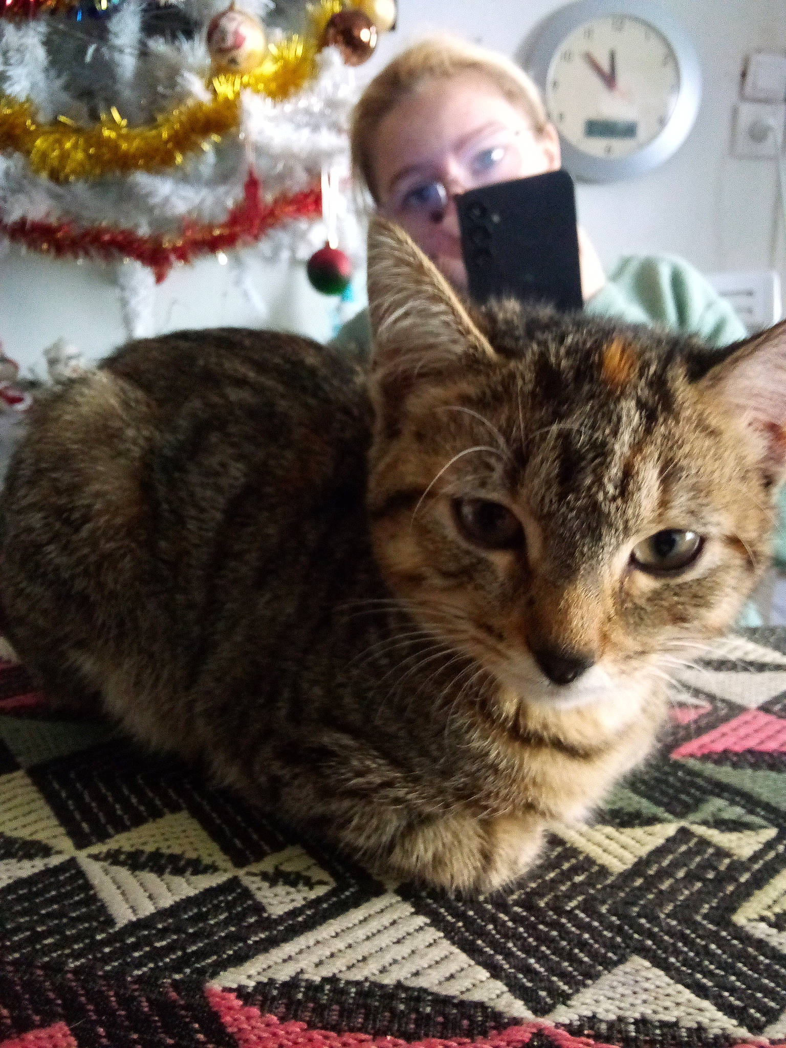 Chatouille a rejoint le concours — aidez-le/la à gagner de superbes lots ! carnivore, cat, claw, domestic_short_haired_cat, event, felidae, flooring, fur, pattern, paw, photography, small_to_medium_sized_cats, snout, tail, textile, tree, whiskers, woven_fabric