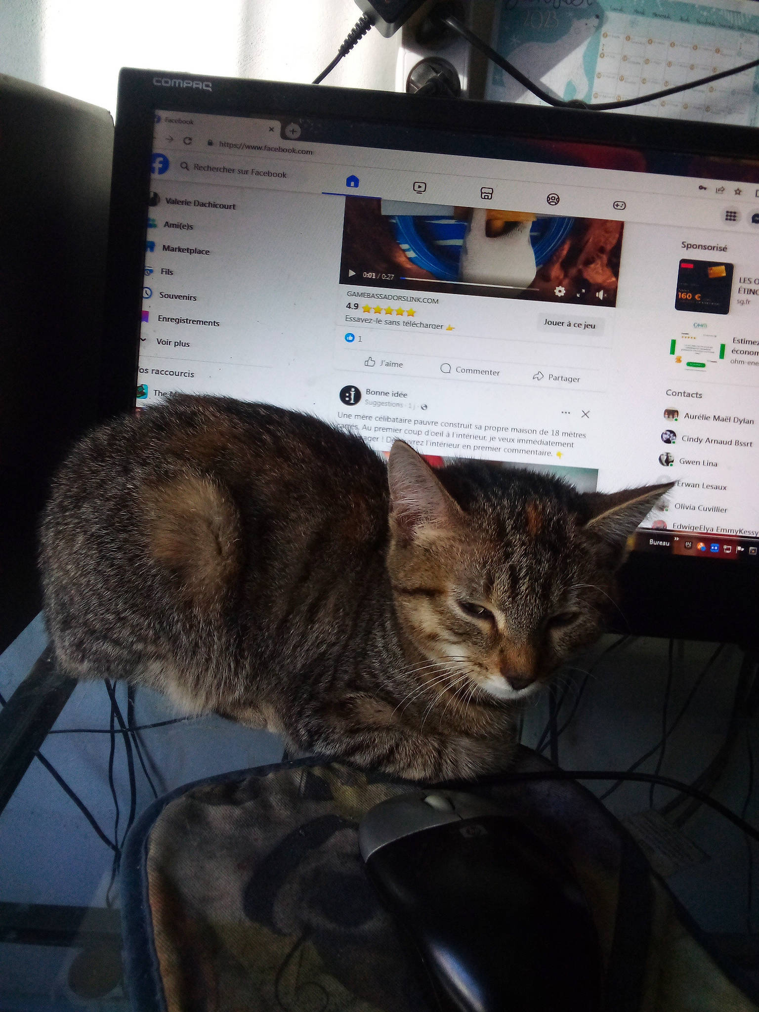 Chatouille participe au concours pour gagner de l'argent avec cette photo : carnivore, cat, comfort, computer, computer_hardware, computer_keyboard, computer_monitor, desktop_computer, display_device, electronic_device, felidae, flat_panel_display, gadget, input_device, multimedia, output_device, peripheral, personal_computer, small_to_medium_sized_cats, whiskers