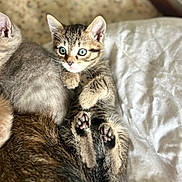 Tigrou participe au concours pour gagner de l'argent avec cette photo : kitten, cat, tabby, blue_eyes, paw, fur, pet, animal, cute, relaxed, bed, blanket, indoor, cozy, snuggle, sleeping_area, companion, young_animal, resting, soft