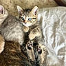 kitten, cat, tabby, blue_eyes, paw, fur, pet, animal, cute, relaxed, bed, blanket, indoor, cozy, snuggle, sleeping_area, companion, young_animal, resting, soft