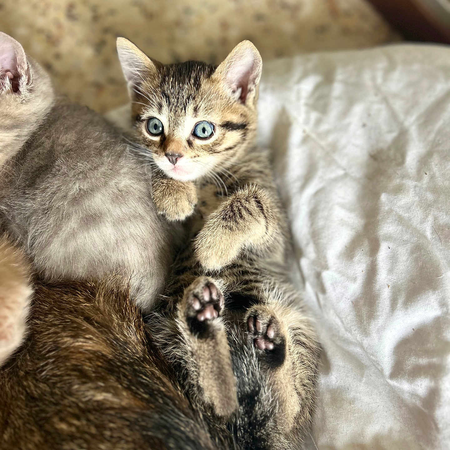 Tigrou participe au concours pour gagner de l'argent avec cette photo : kitten, cat, tabby, blue_eyes, paw, fur, pet, animal, cute, relaxed, bed, blanket, indoor, cozy, snuggle, sleeping_area, companion, young_animal, resting, soft
