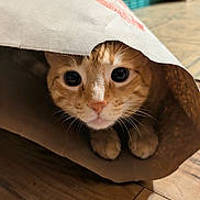 Tiger joined the competition — help win amazing prizes! cat, ginger_cat, paper_bag, curious, indoor, wooden_floor, paws, closeup, pet, animal, whiskers, face, cute, playful, feline, hiding, domestic_cat, eyes, mischievous, cozy