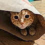 cat, ginger_cat, paper_bag, curious, indoor, wooden_floor, paws, closeup, pet, animal, whiskers, face, cute, playful, feline, hiding, domestic_cat, eyes, mischievous, cozy