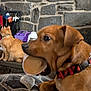 dog, cat, plastic_cup, fireplace, stone_wall, collar, blanket, pet, indoor, animal, chewing, sitting, mantel, fur, paw, profile, closeup, brown_dog, orange_cat, home