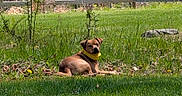 Dez joined the competition — help win amazing prizes! animal, canine, collar, daylight, dog, field, grass, greenery, leaves, mammal, nature, outdoor, pet, plants, relaxing, resting, scenery, summer, sunlight, wildflowers