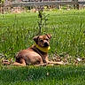 animal, canine, collar, daylight, dog, field, grass, greenery, leaves, mammal, nature, outdoor, pet, plants, relaxing, resting, scenery, summer, sunlight, wildflowers