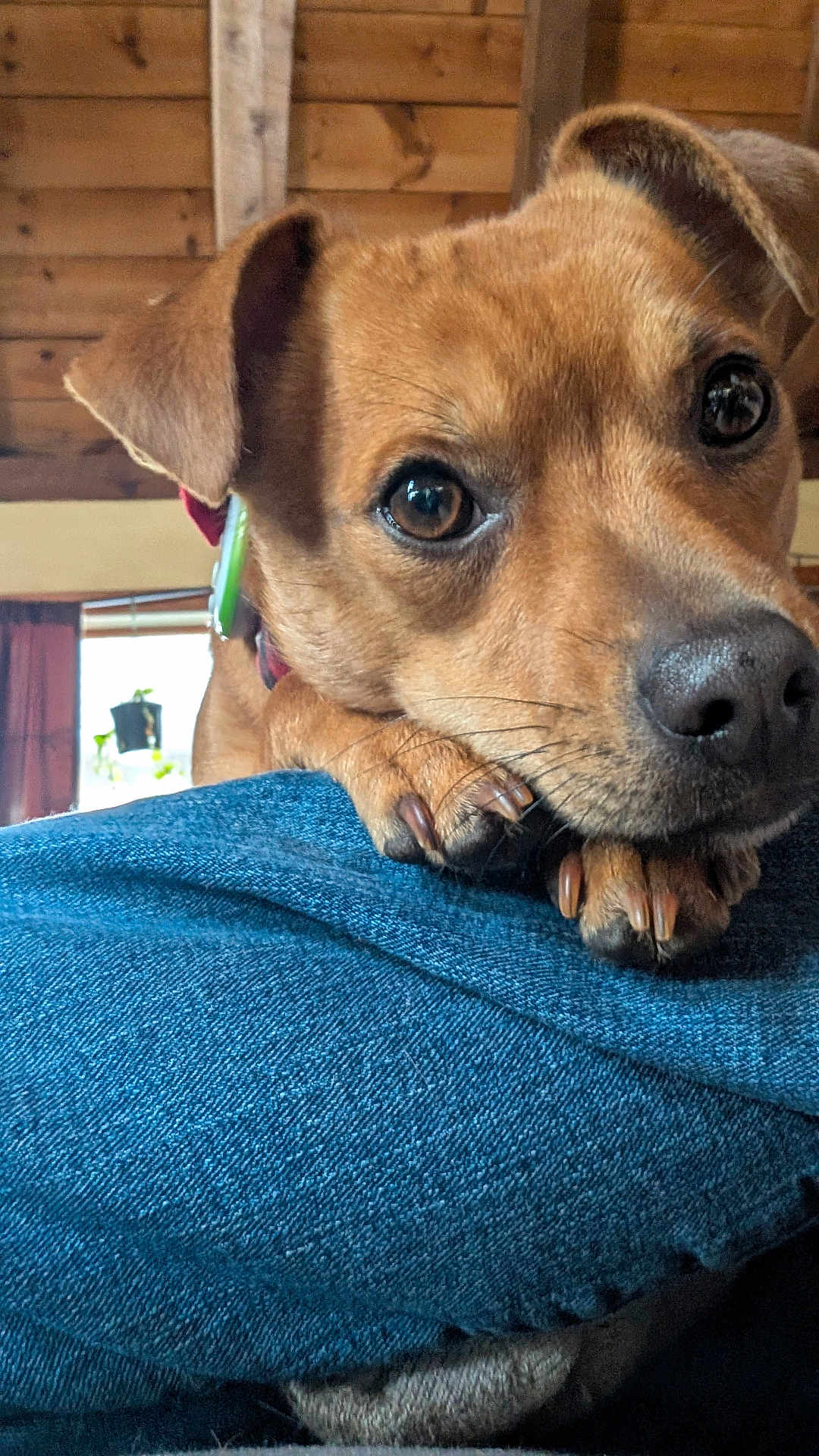 Dez is registered to the contest to win money with this photo: dog, close_up, brown_fur, paw, denim, jeans, indoor, wooden_ceiling, collar, eyes, nose, whiskers, pet, adorable, resting, claws, window, plant, portrait, domestic