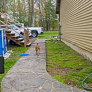 Dez joined the competition — help win amazing prizes! animal, backyard, daylight, dog, fence, grass, grill, hose, house, nature, outdoor, pathway, pet, pickup_truck, plastic_bag, pool, siding, stairs, stone_path, trees