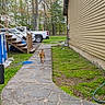 animal, backyard, daylight, dog, fence, grass, grill, hose, house, nature, outdoor, pathway, pet, pickup_truck, plastic_bag, pool, siding, stairs, stone_path, trees