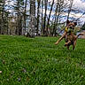 Dez joined the competition — help win amazing prizes! bandana, canine, clouds, daytime, dog, forest, grass, greenery, house, nature, outdoor, pet, playful, recreation, running, shed, sky, tennis_ball, trees, yard