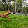 Dez is registered to the contest to win money with this photo: active, animal, canine, daylight, dog, energetic, forest, grass, greenery, landscape, leaping, motion_blur, nature, outdoor, pet, playful, running, trees, yard, yellow_collar