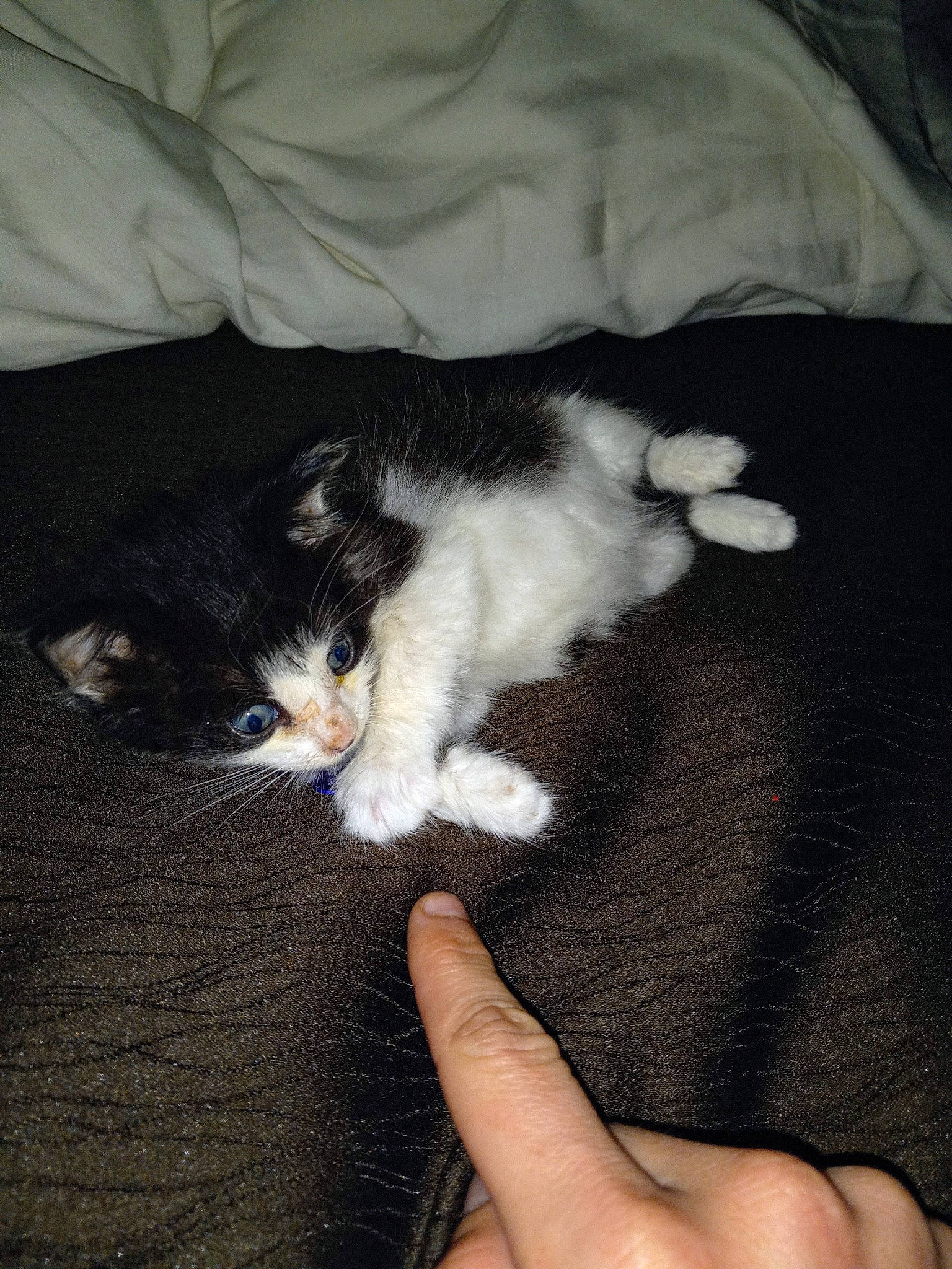 August is registered to the contest to win money with this photo: canidae, carnivore, cat, claw, comfort, dog_breed, domestic_short_haired_cat, felidae, foot, fur, hardwood, human_leg, lap, nail, paw, small_to_medium_sized_cats, snout, tail, thumb, whiskers