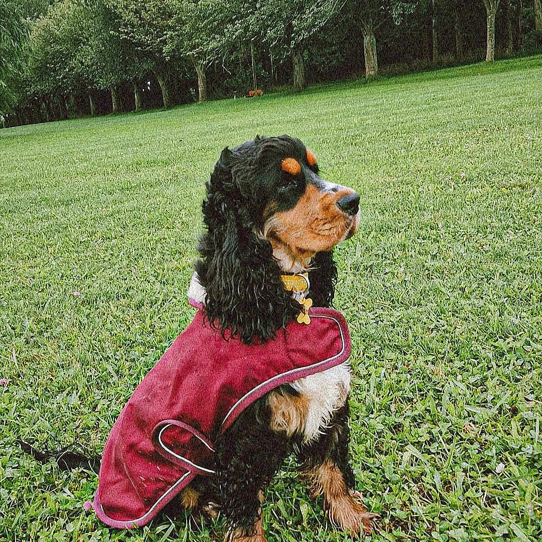 Blanche a rejoint le concours — aidez-le/la à gagner de superbes lots ! animal, canine, clothing, cockerspaniel, dog, face, grass, head, land, lawn, nature, outdoors, person, pet, photography, plant, portrait, puppy, tree, vegetation