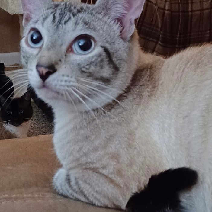 Sonnet joined the competition — help win amazing prizes! abyssinian, animal, cat, couch, cushion, furniture, homedecor, kitten, pet, siamese