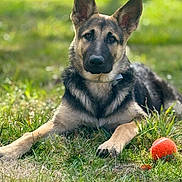 Luna is registered to the contest to win money with this photo: dog, german_shepherd, grass, outdoor, pet, animal, tennis_ball, lying_down, canine, collar, nature, playful, sunlight, fur, ears, face, portrait, focused, greenery, daylight