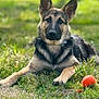 dog, german_shepherd, grass, outdoor, pet, animal, tennis_ball, lying_down, canine, collar, nature, playful, sunlight, fur, ears, face, portrait, focused, greenery, daylight