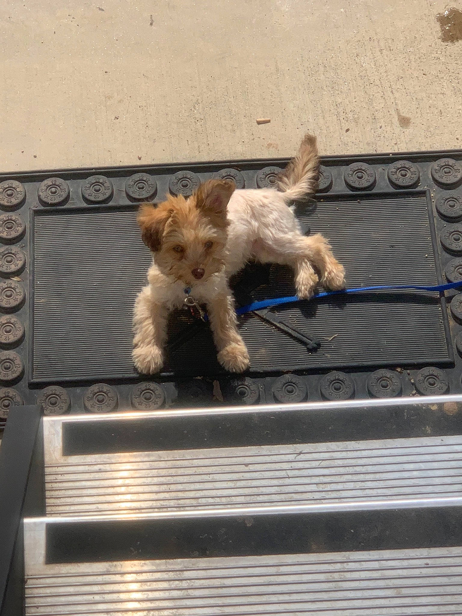 Dasher joined the competition — help win amazing prizes! canidae, carnivore, cavachon, cavapoo, cockapoo, companion_dog, dog, dog_breed, dutch_smoushond, fox_terrier, grand_basset_griffon_vendeen, mammal, petit_basset_griffon_vendeen, poodle_crossbreed, puppy, schnoodle, sporting_group, sporting_lucas_terrier, terrier, wire_hair_fox_terrier