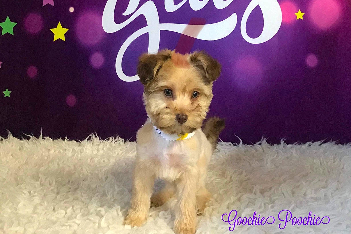 Dasher joined the competition — help win amazing prizes! canidae, carnivore, companion_dog, dog, dog_breed, fawn, mammal, miniature_schnauzer, morkie, puppy, puppy_love, rare_breed_dog, schnoodle, snout, toy_dog, vertebrate, yorkshire_terrier