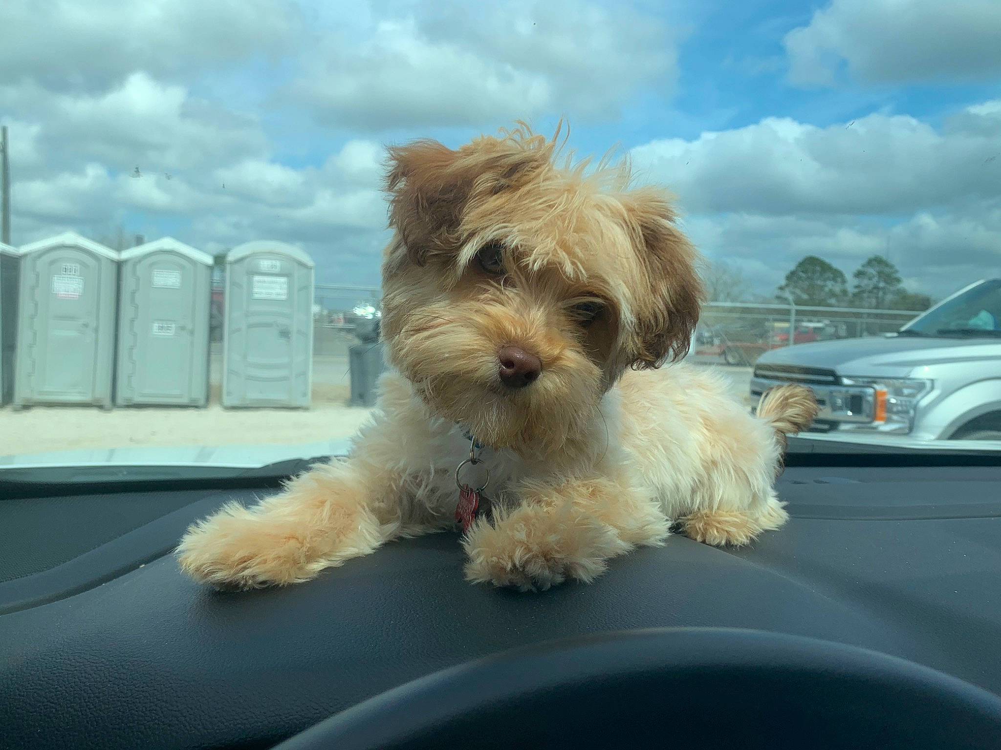 Dasher is registered to the contest to win money with this photo: bolonka, canidae, carnivore, companion_dog, dog, dog_breed, glen_of_imaal_terrier, havanese, maltepoo, maltese, mammal, morkie, poodle_crossbreed, puppy, schnoodle, shih_tzu, snout, sporting_lucas_terrier, vertebrate, yorkshire_terrier