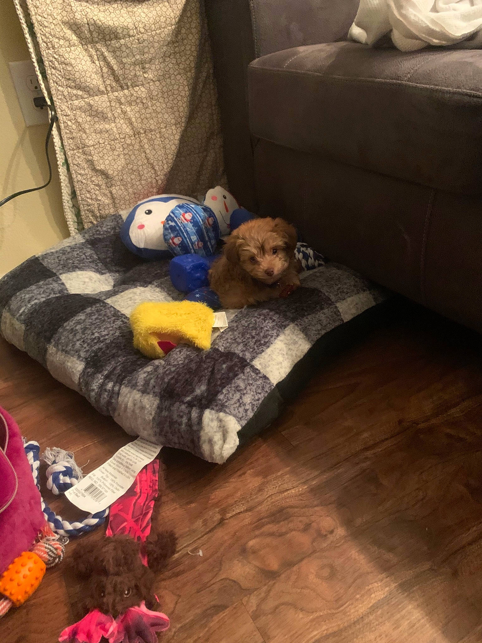 Dasher is registered to the contest to win money with this photo: canidae, carnivore, child, comfort, companion_dog, couch, dog, dog_breed, floor, flooring, hardwood, nap, play, puppy, room, sleep, toddler, wood