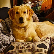 Bella is registered to the contest to win money with this photo: dog, golden_retriever, indoor, pillow, blanket, tennis_ball, pet, relaxed, cozy, fur, collar, home, furniture, resting, animal, mammal, cute, companion, living_room, decor