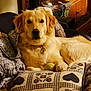 dog, golden_retriever, indoor, pillow, blanket, tennis_ball, pet, relaxed, cozy, fur, collar, home, furniture, resting, animal, mammal, cute, companion, living_room, decor