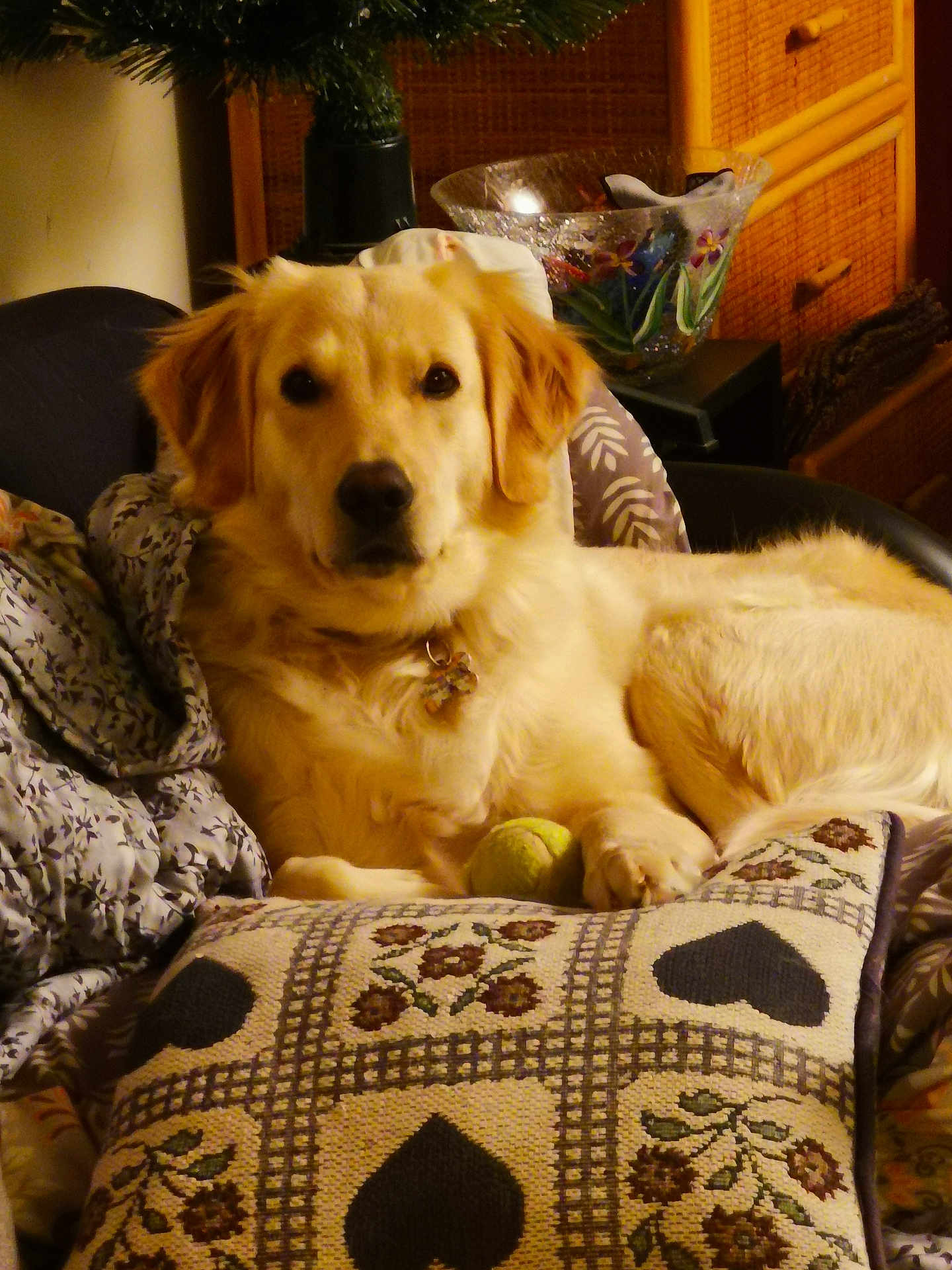Bella is registered to the contest to win money with this photo: dog, golden_retriever, indoor, pillow, blanket, tennis_ball, pet, relaxed, cozy, fur, collar, home, furniture, resting, animal, mammal, cute, companion, living_room, decor