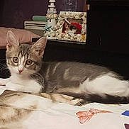 Biscuit a rejoint le concours — aidez-le/la à gagner de superbes lots ! aegean_cat, american_curl, asian, bed, burmilla, carnivore, cat, domestic_short_haired_cat, ear, european_shorthair, felidae, fur, kitten, mammal, norwegian_forest_cat, small_to_medium_sized_cats, tabby_cat, turkish_angora, whiskers